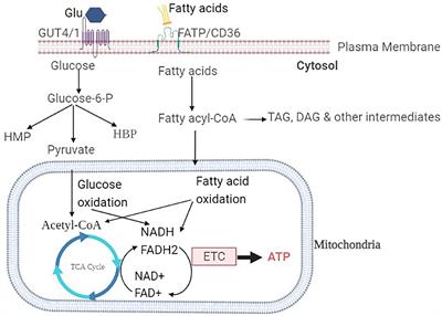 Molecular and cellular mechanisms in diabetic heart failure: Potential therapeutic targets